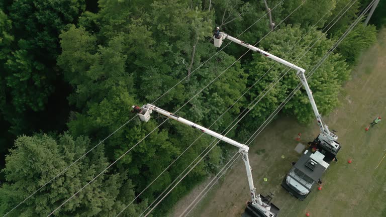 Best Tree Trimming and Pruning  in Hallandale Beach, FL